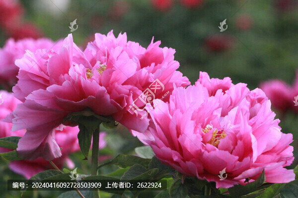 牡丹