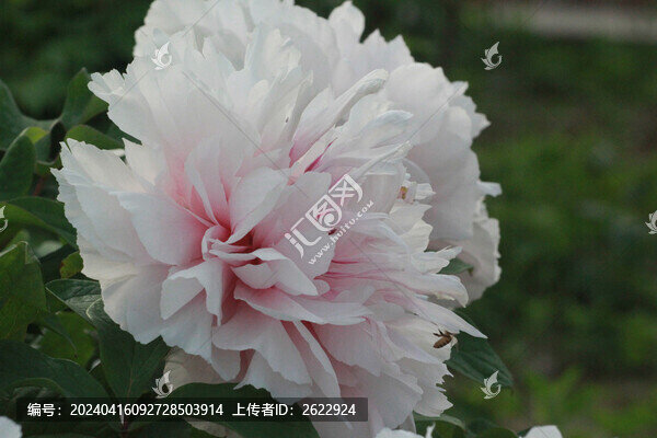 牡丹