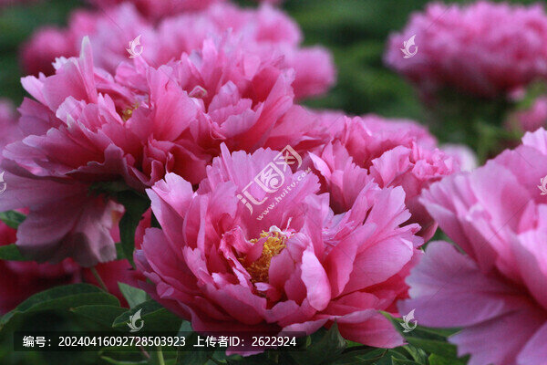 牡丹