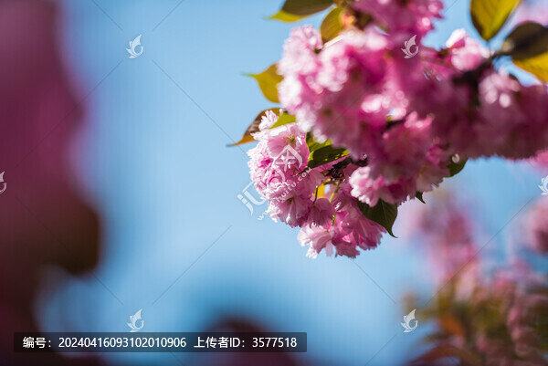 櫻花