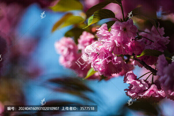 櫻花