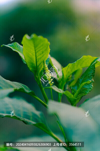 商陸