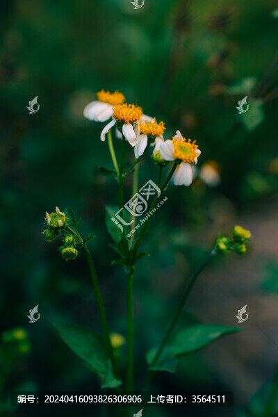 鬼針草