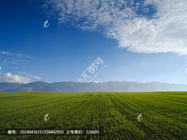 田野