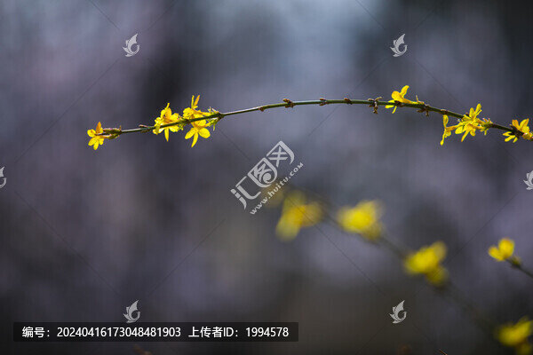 迎春花