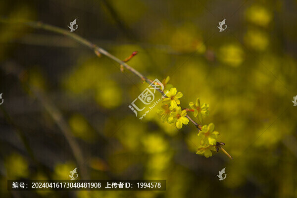 迎春花