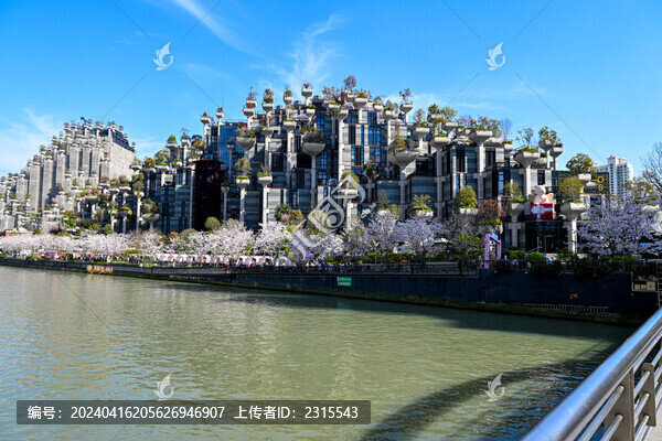 上海大洋晶典天安千樹櫻花季風光