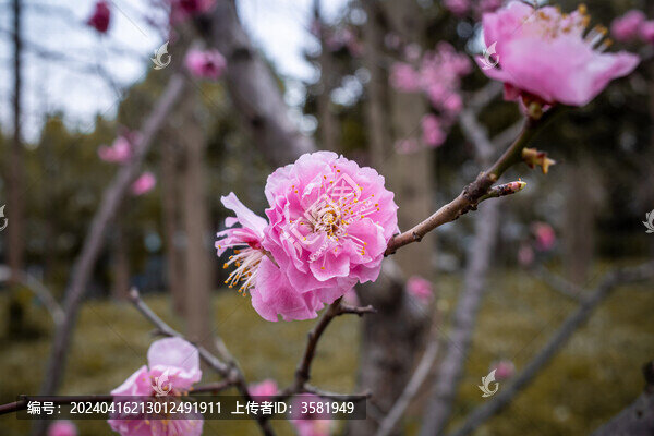 春日野外重瓣梅花特寫