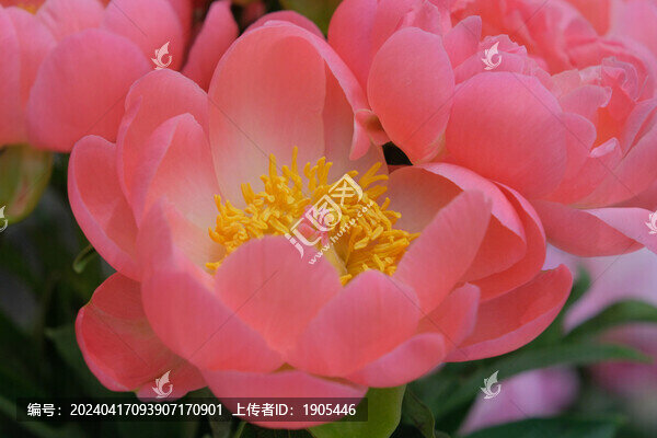 芍藥