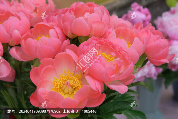 芍藥