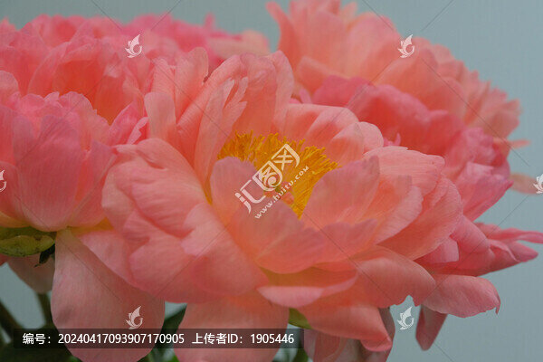 芍藥