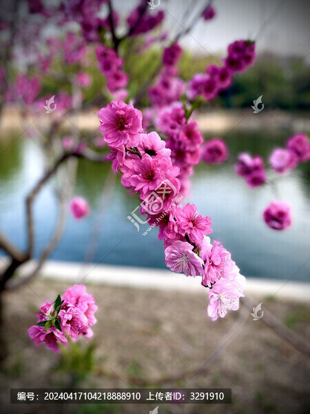 桃花繡球