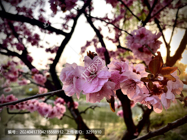 桃花繡球
