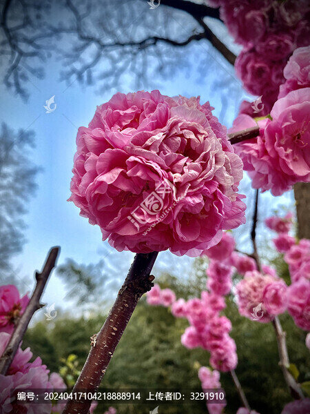 桃花繡球