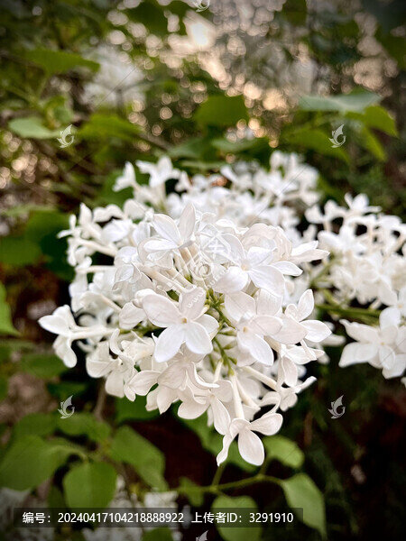 丁香花