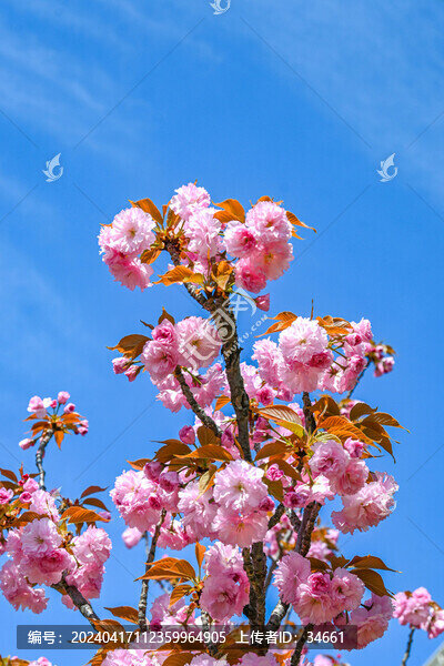 粉紅色日本東京櫻花在春日里盛開(kāi)