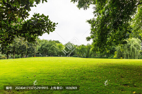 樹林和青草地
