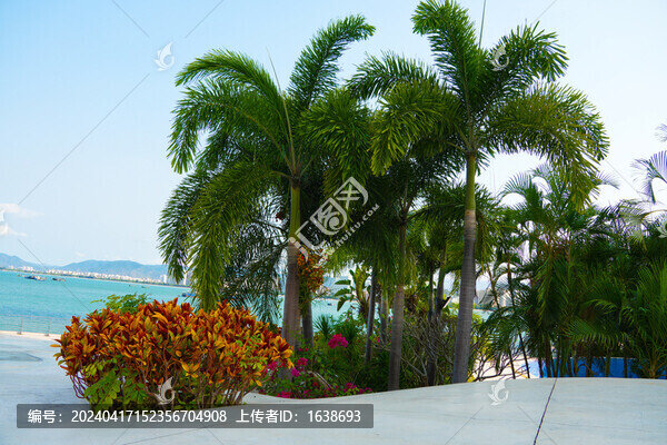 海南三亞海洋棕櫚樹(shù)