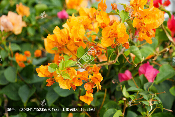 橘色百合花卉自然風(fēng)景