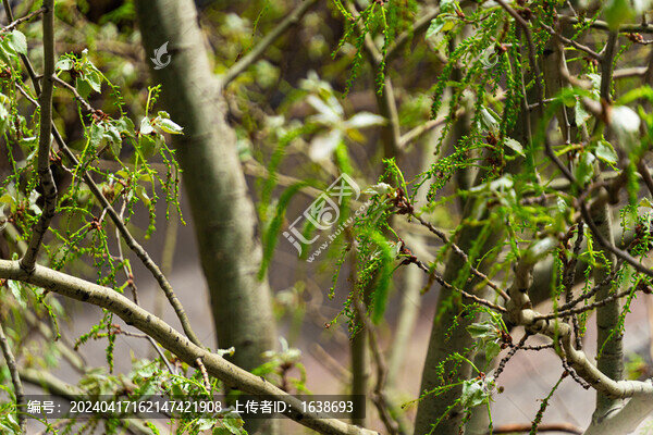 春芽發(fā)芽綠葉植被樹木特寫