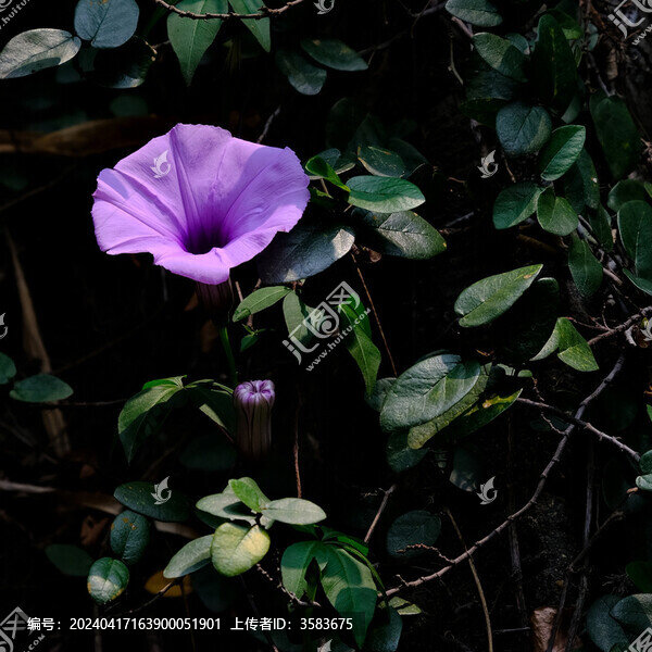 牽牛花