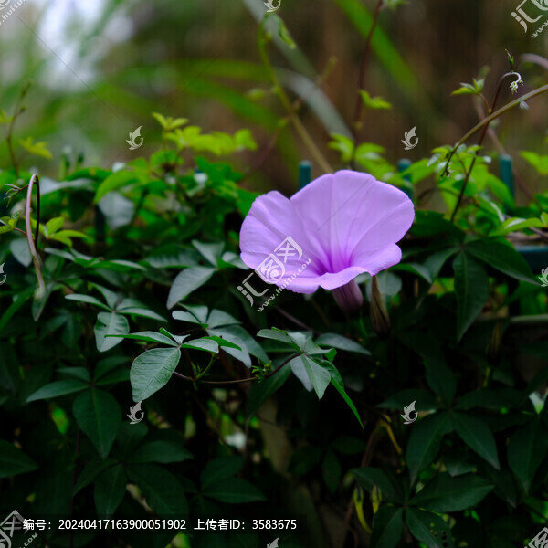 牽牛花