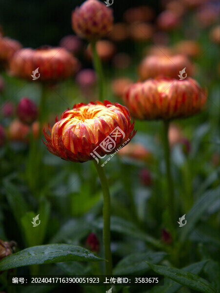 蠟菊