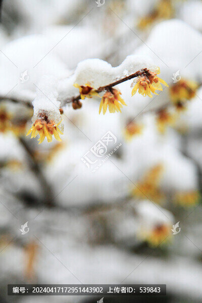 傲雪寒梅