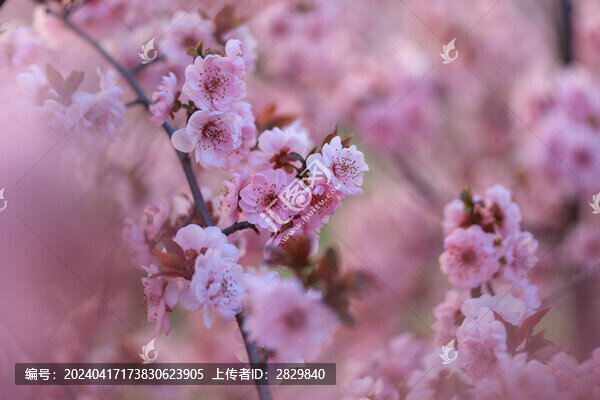 美人梅花