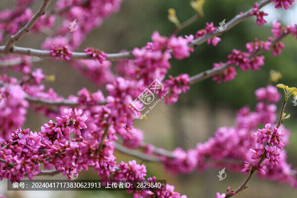紫荊花開(kāi)
