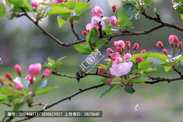 西府海棠