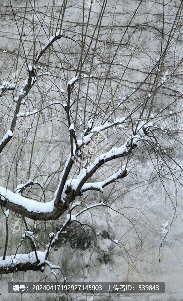 雪中枝條