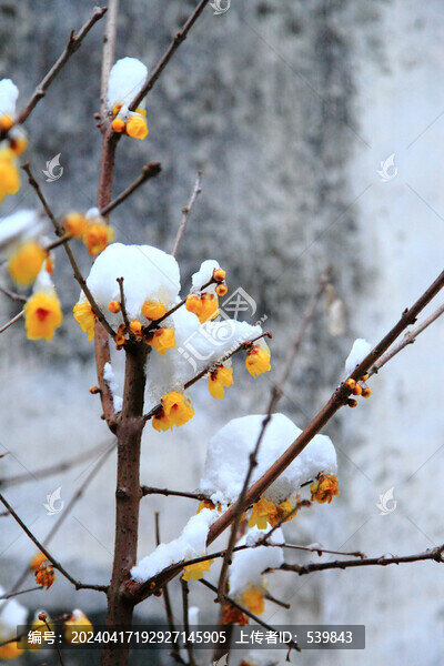 雪中的梅花