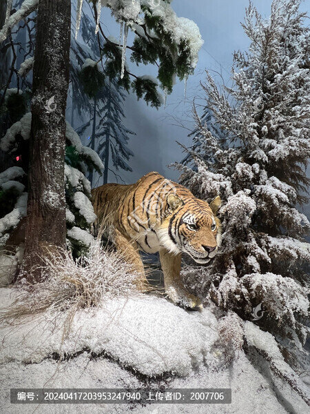 雪中的老虎