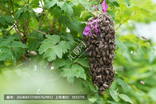 蜜蜂