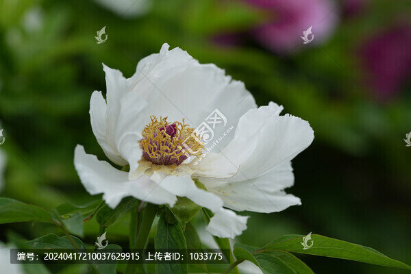 白牡丹花