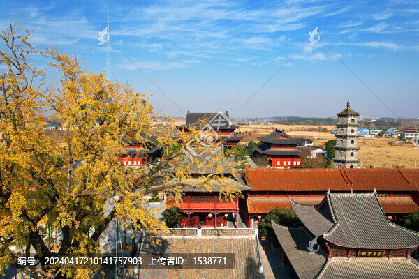 六安昭慶寺銀杏