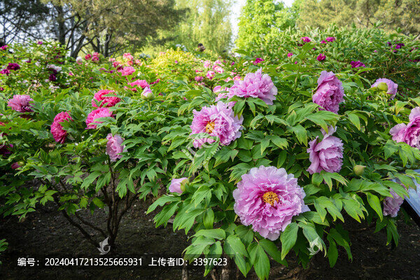 春天盛開的牡丹花