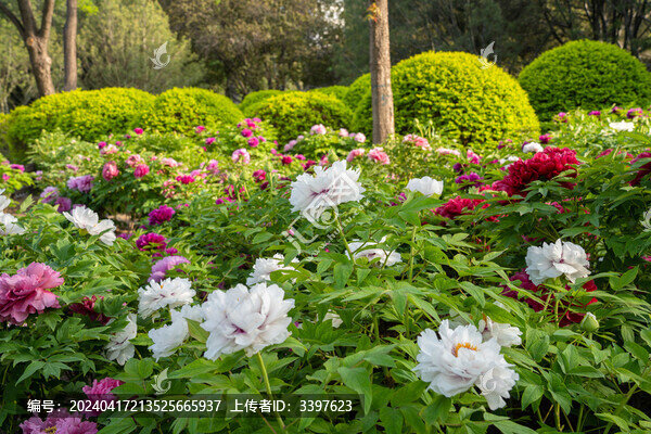 春天盛開的牡丹花