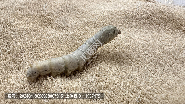一條蠶