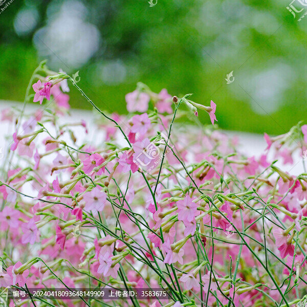 花煙草