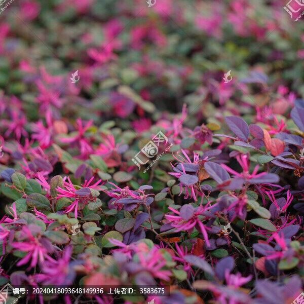 紅花繼木