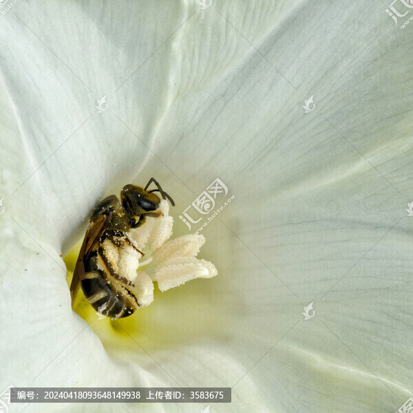 蜜蜂