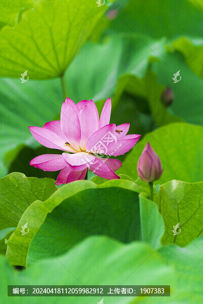 荷花