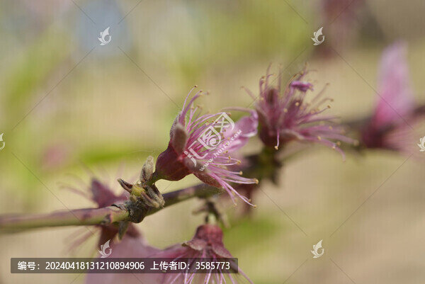 桃花