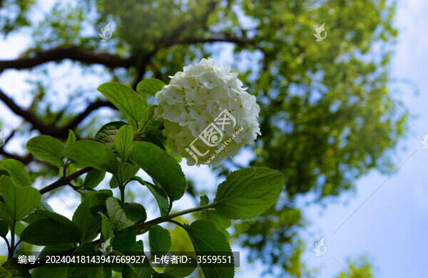 繡球