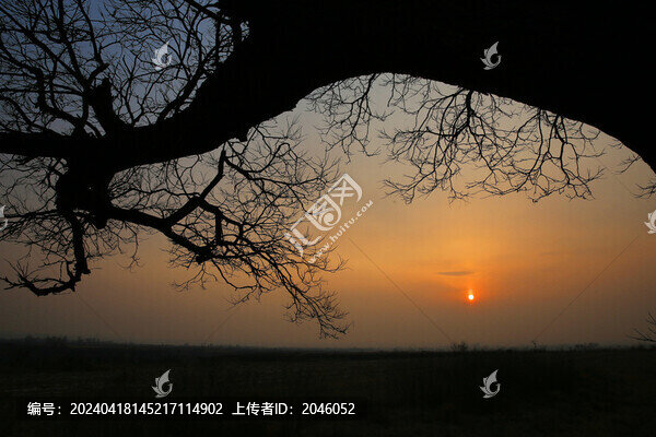 夕陽老樹
