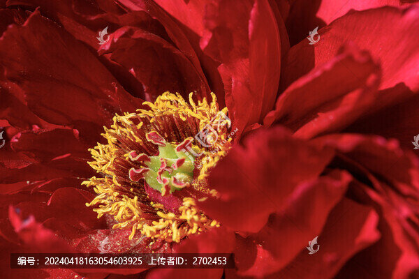 牡丹花蕊