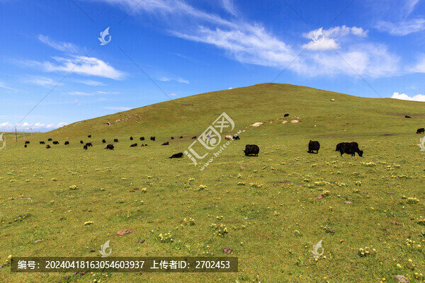 甘南草原牧場