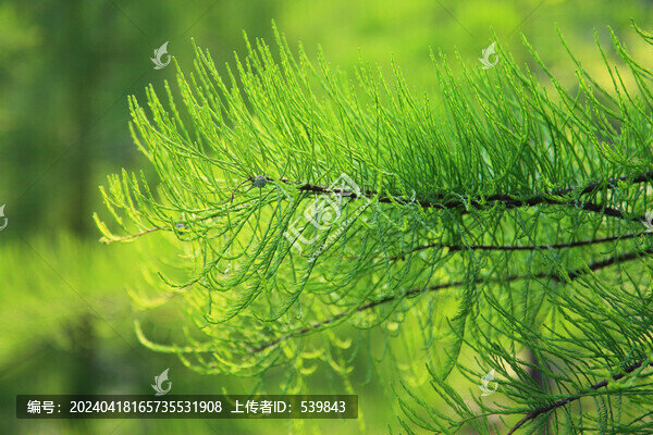 杉樹葉